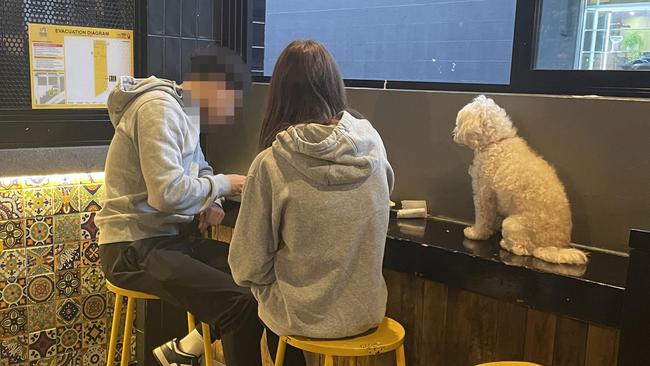 It comes after two Guzman y Gomez customers have been slammed for allowing their pet dog to sit on a counter at the popular Mexican restaurant in Newtown. Picture: Supplied