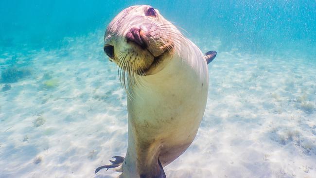 Seals in South Australia. Picture: David Edgar