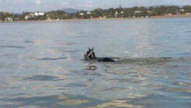 Rebel Rover goes for a marathon swim in Moreton Bay in February.