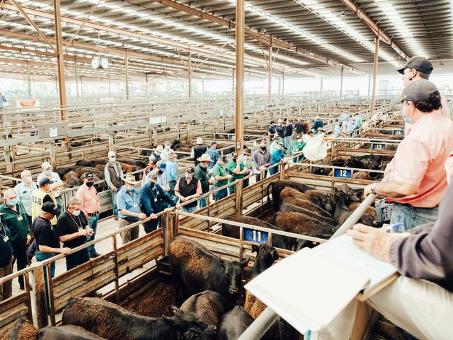 Pakenham store cattle salePhoto by Chloe Smith  Photo by Chloe Smith.