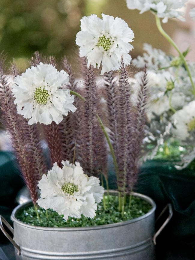 Scabiosa ‘Fama White’