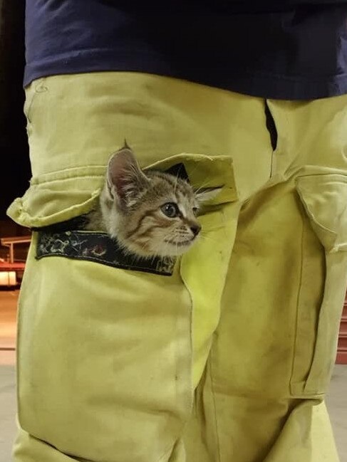 Vollie is a 6-week-old female kitten found by Koolpinyah volunteer David Tomic at the back of the Humpty Doo fire station while conducting training drills on Thursday night. Picture: David
