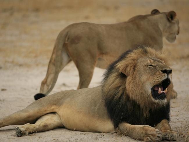 Beloved lion ... US authorities launched an investigation into the killing of Cecil the lion. Picture: AFP/Zimbabwe National Parks