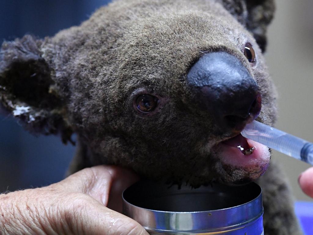 An injured koala is fed water through a syringe. Picture: AFP/Getty Images: