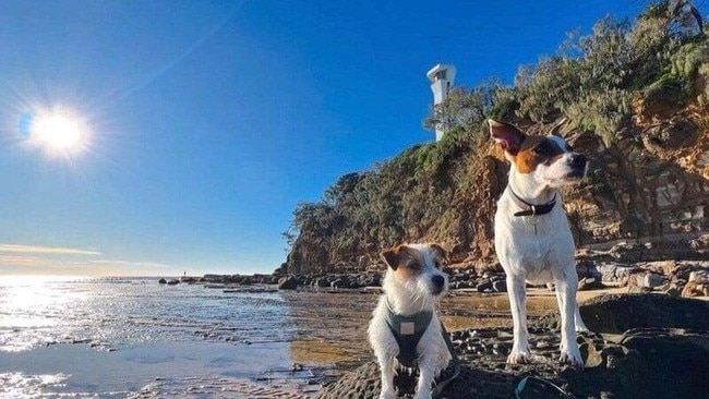 Dogs are set to be banned from accessing the northern beach at Point Cartwright. Picture: Supplied