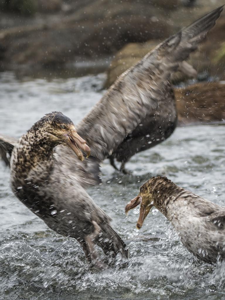 ‘Giant Petrels fighting’ by Andy Holliman/Photocrowd.com ... Location: South Georgia.