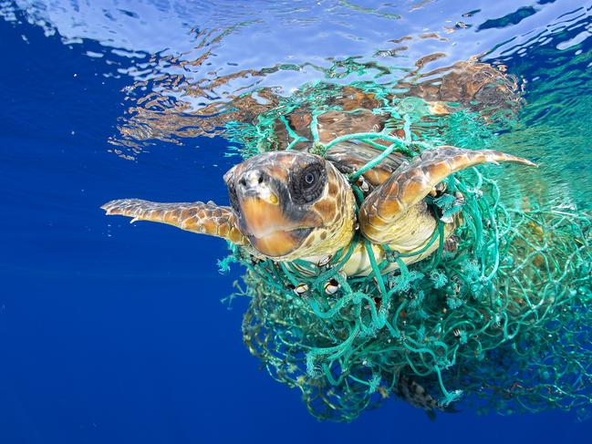 The World Press Photo Foundation announces the winners of its renowned contests, the 60th annual World Press Photo Contest and the 7th annual World Press Photo Digital Storytelling Contest. Nature - First Prize, Singles Picture: Francis Pérez Title: Caretta Caretta Trapped A sea turtle entangled in a fishing net swims off the coast of Tenerife, Canary Islands, Spain, on 8 June 2016. Sea turtles are considered a vulnerable species by the International Union for Conservation of Nature. Unattended fishing gear is responsible for many sea turtle deaths.