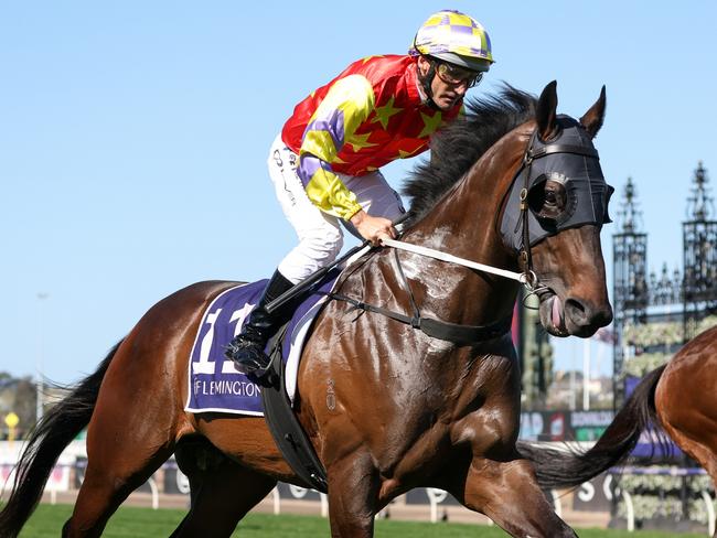 King Of Fighters on the way to the barriers prior to the running of the Exford Plate at Flemington Racecourse on September 16, 2023 in Flemington, Australia. (Photo by George Sal/Racing Photos via Getty Images)