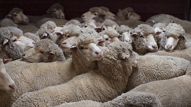 Wool production is tipped to rise this season.