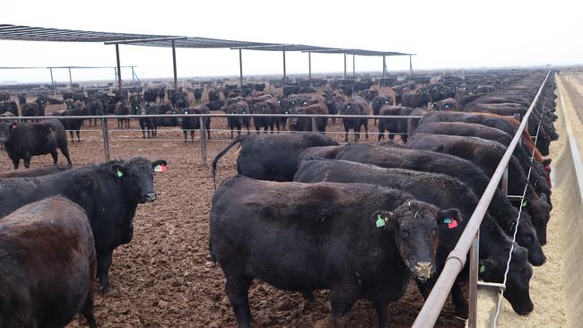 The number of cattle in US feedlots is predicted to fall when statistics are released this week.