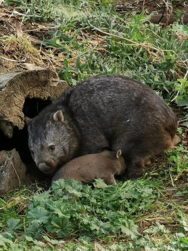 Wombat joey Myrtle with her mum Panda at Zoodoo. Picture: SUPPLIED