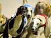 Greyhound racing abuse facts