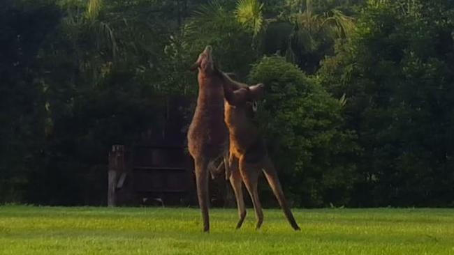 The prequel to the Jeff Horn v Manny Pacquiao blockbuster fight played out in the Currumbin Valley on the weekend.