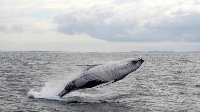 Breaching whale, 8km off the Gold Coast Seaway. Photo: Sea World Whale Watch.