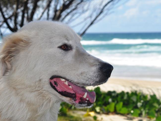 ALLORA: On duty: this maremma keeps a close on Miami.