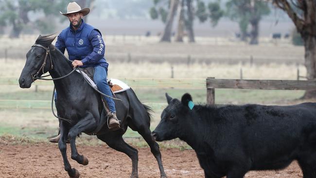 Gibson and his horse round up a cow to complete a course. Picture: Michael Klein