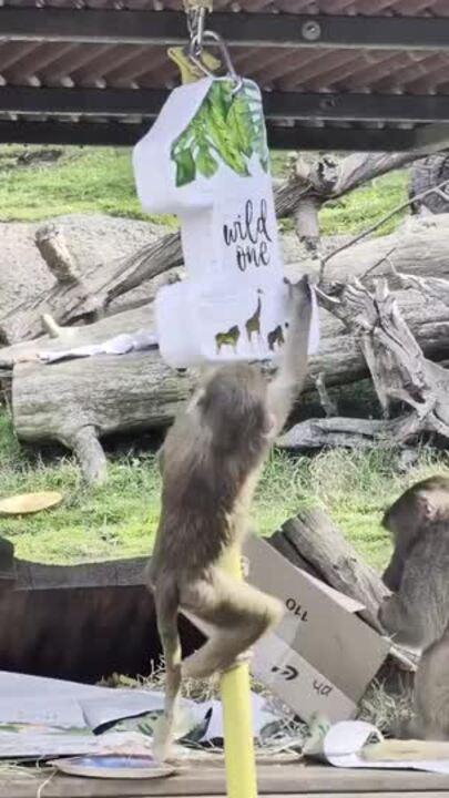 Baboon Celebrates First Birthday at Oakland Zoo