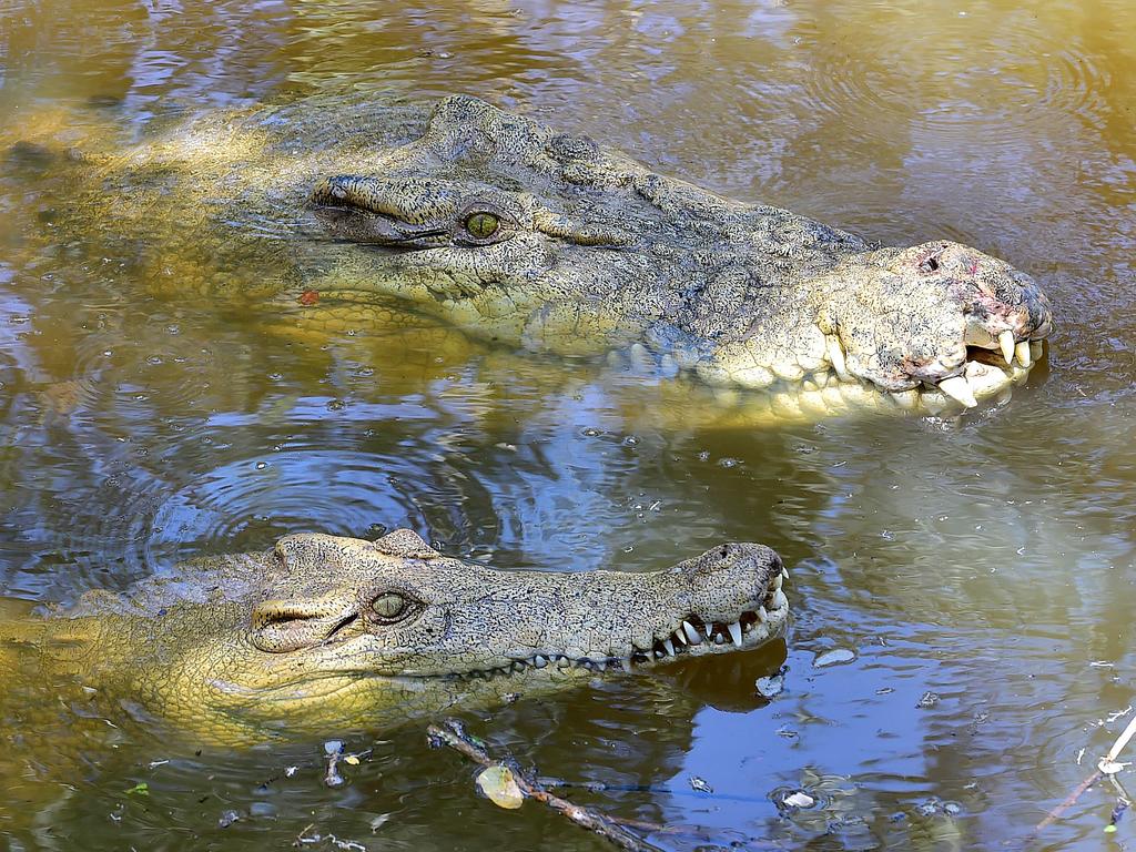 Billabong Sanctuary's new croc Krakatoa reunited with his sole mate Madonna. Picture: Shae Beplate.