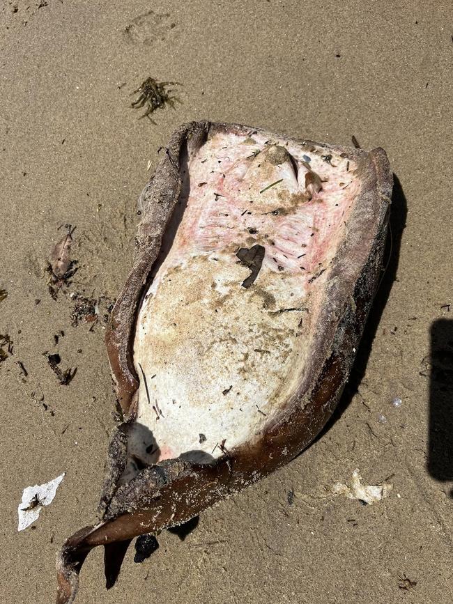 The coffin ray is common in NSW. Picture: Karen Taylor