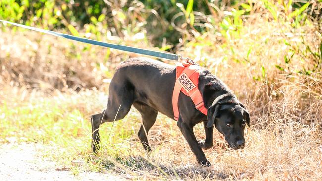 Fire Ant detection dogs are one method the National Eradication Program employs to stop the spread of the invasive species. Picture: Glenn Campbell/ NewsWire