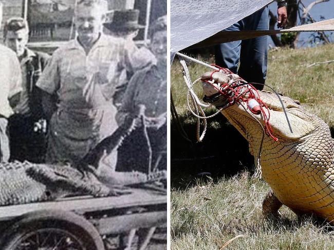 It has been almost 10 years since rangers corralled a mammoth 3.5m crocodile on the Mary River, several hundred kilometres south of the reptileâs normal habitat, but it was far from the last of the sightings, real or rumoured, which date back decades.