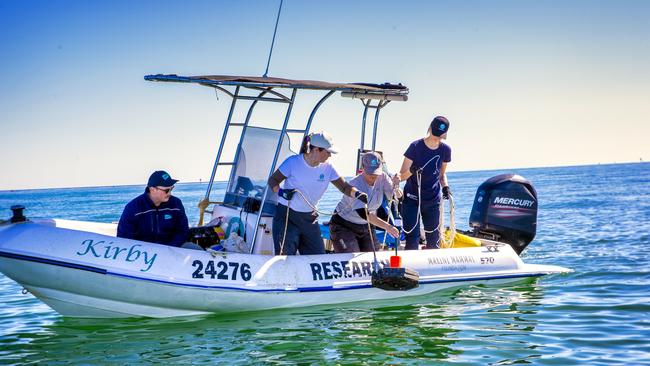 GeelongPort Senior Environment Specialist Nelson Taylor with Amber Crittendon, Dr Kate Robb and Milly Street from Marine Mammal Foundation retrieving an underwater recording device. Picture: GeelongPort