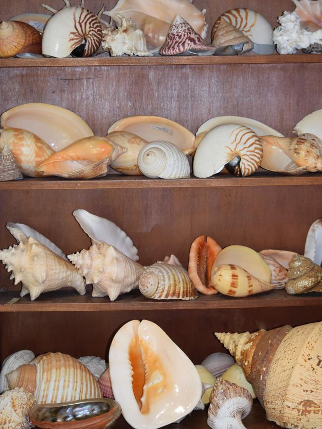 Shells from the Townsville Shell Club. Picture by Nikita McGuire