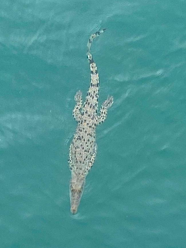 A closer look at the baby croc. Picture: Gordon Canning