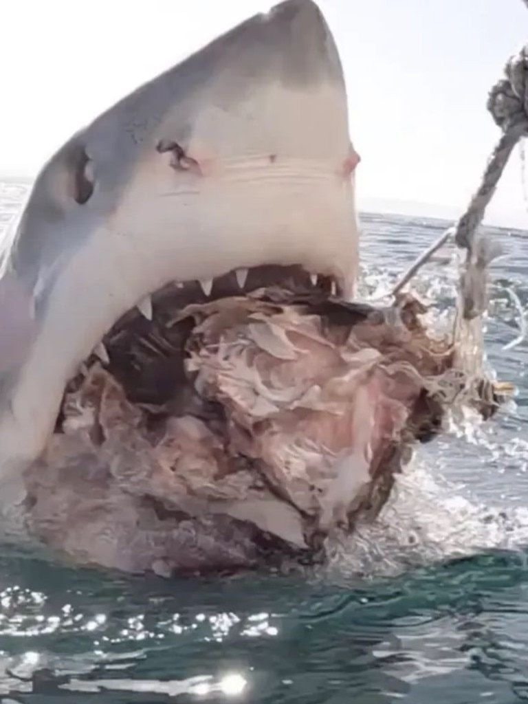 The shark latched onto the bait. Picture: Media Drum World