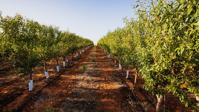 Rural Funds Group’s assets include almond farms.