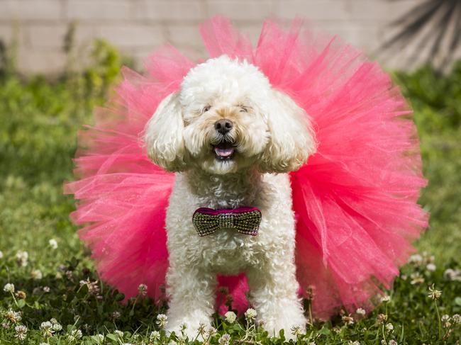 Coco the Peekapoo, the winner of the DT &amp; NewsLocal's Bow Wow 100, the search for the best dogs in Sydney. Picture: Dylan Robinson