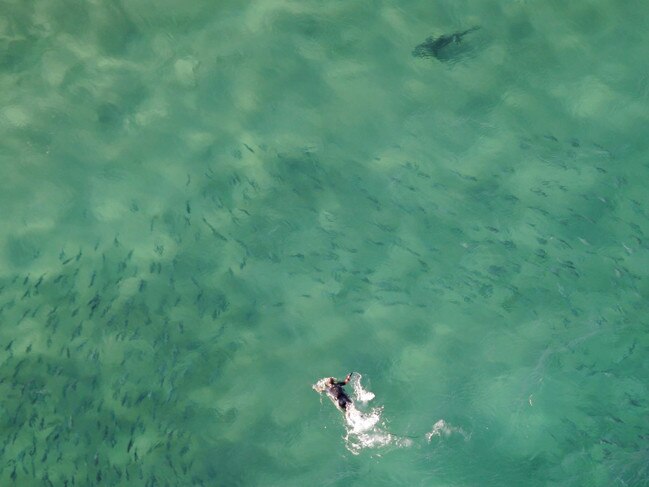 A shark off the shore in the eastern suburbs.