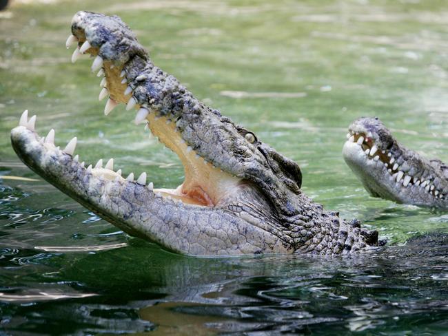 Silent assassins… The saltwater crocodile.