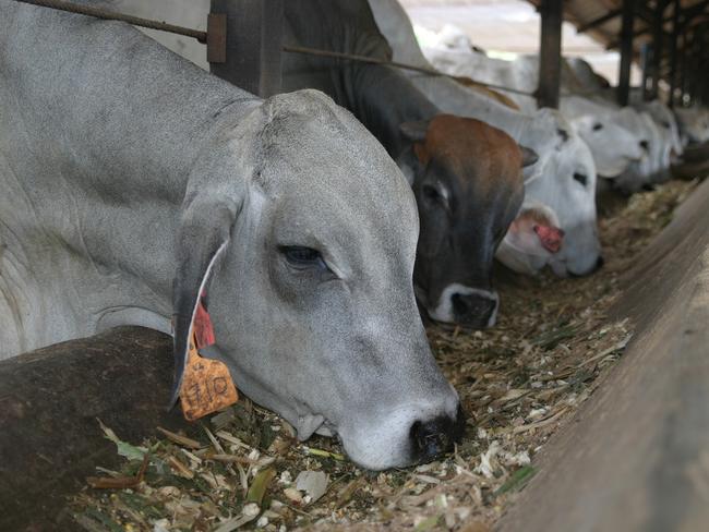 Australian cattle raised for export. Pls credit: Australian Livestock Exporters’ Council.