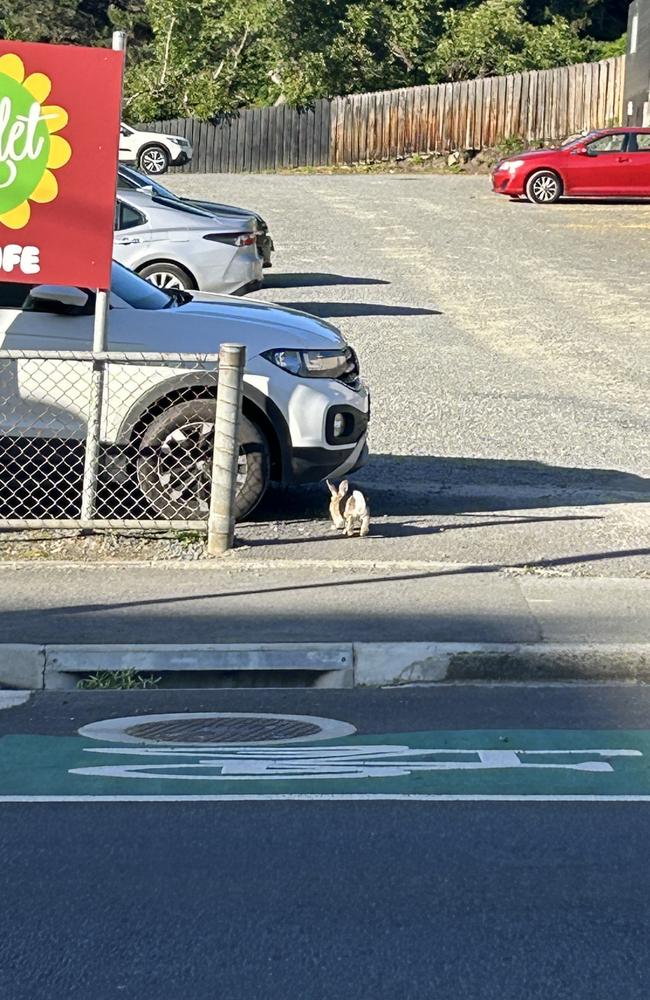 A rabbit caught crossing Mole St near the intersection of Collins St in Hobart's CBD.