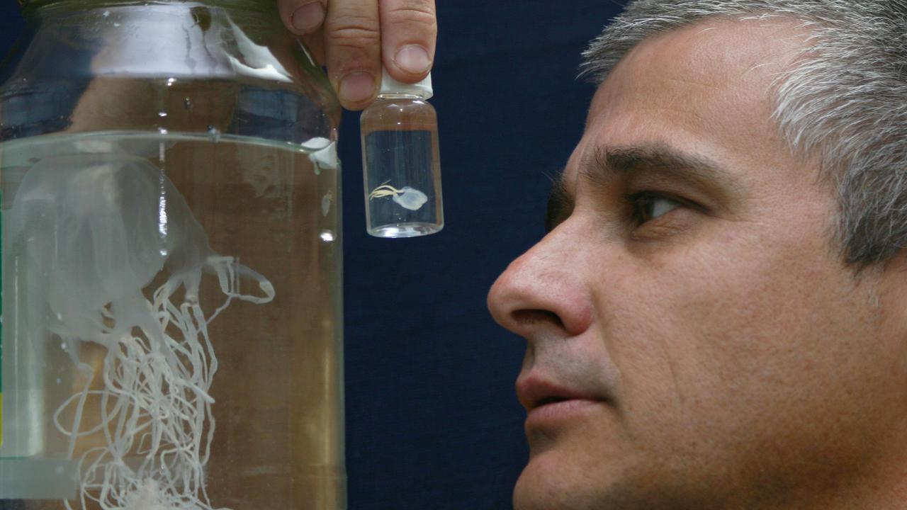 Dr Jamie Seymour, with the larger box jellyfish (Chironex fleckeri) and a small Irukandji-type jellyfish.