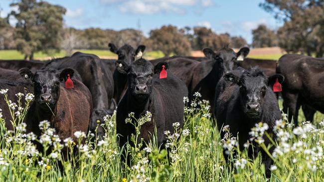 Allanvale has been used for grazing an Angus cattle herd with 350 cows plus followers.