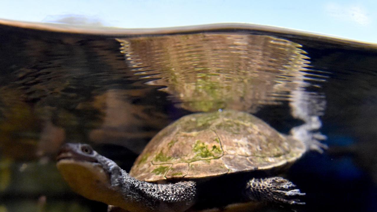 Behind the scenes at Reef HQ. Fresh water turtles. Picture: Evan Morgan