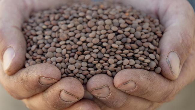 Farmers have been losing about $20 a tonne off potential premiums for lentils due to Australia not having a pulse classification system in place, Grain Growers Ltd has said. Picture: Zoe Phillips