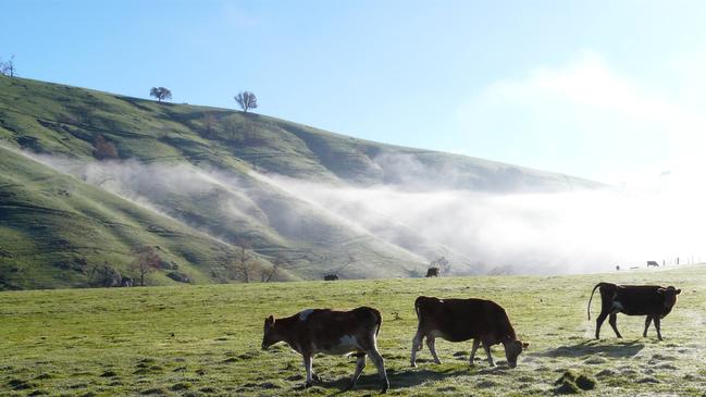 Myrtleford farmers are experiencing a green drought after the summer bushfires.