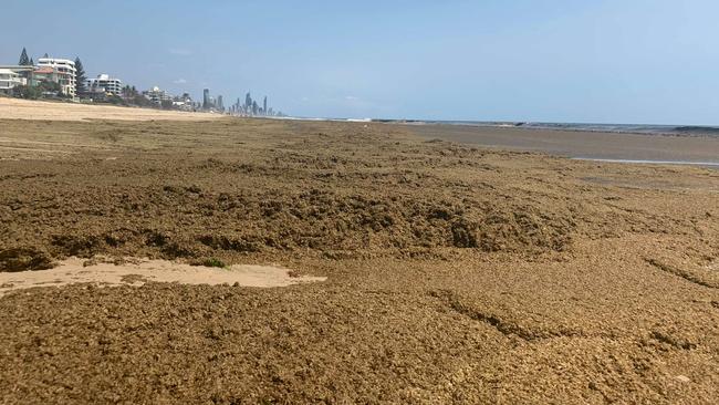 Seaweed washed up on the beach on the Gold Coast.