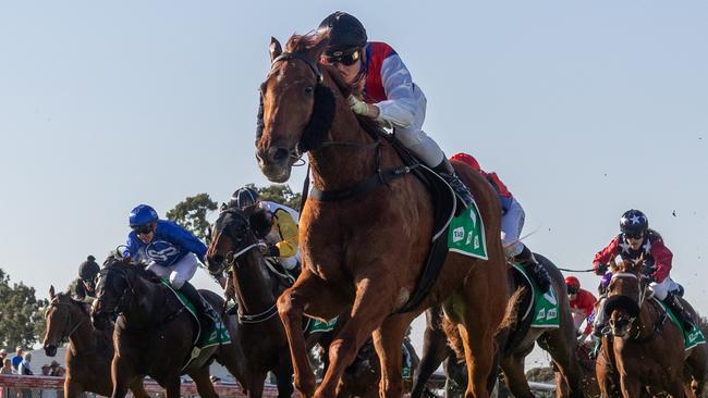 Sir Kingsford winning at his home track of Gawler last year in October. Picture: Makoto Kaneko