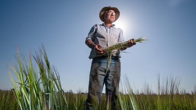 Bairnsdale farmer Trevor Caithness is trialling more drought-tolerant crops given changing climate conditions. Picture: Jason Edwards