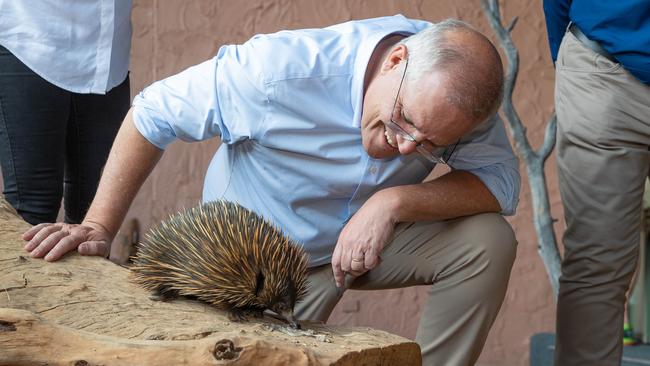 In Alice Springs to announce funding for juvenile crime and desert conservation, Mr Morrison received a pricklier reception from the protesters than this friendly echidna. Picture: Jason Edwards