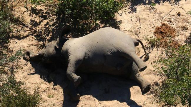 One of the dead elephants in Botswana.