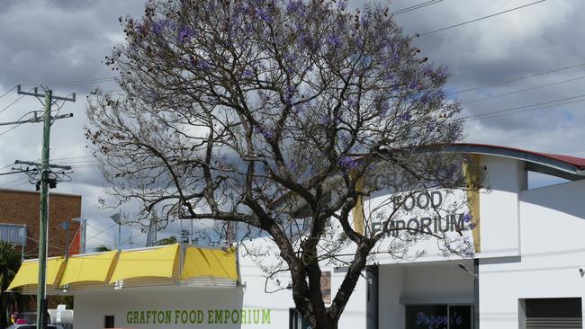 A jacaranda tree in Pound St, outside Grafton Food Emporium, has traditionally been one of the first to bloom and once again it has an early good show of purple.