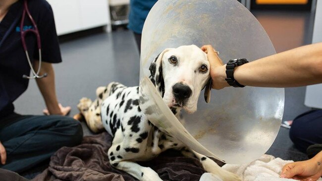 Barry the dalmatian had to be put down due to the severity of his injuries. Picture: RSPCA. 