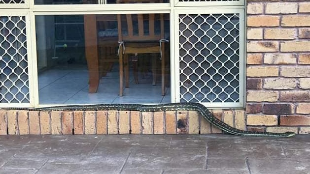 Snake at the door of Gumdale home. Picture: Supplied