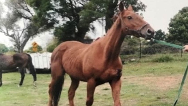 Images of race horses being led to their deaths, and butchered for dog meat have been produced in parliament by Greens leader Cassy O'Connor.