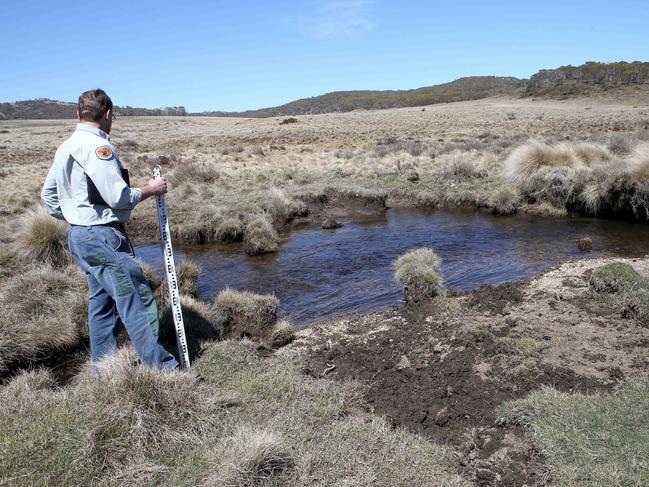 Robert Gibbs from National Parks inspects the areas frequented by wild brumbies in the Kosciuszko National Park. Picture: Stephen Cooper